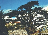 Cedars